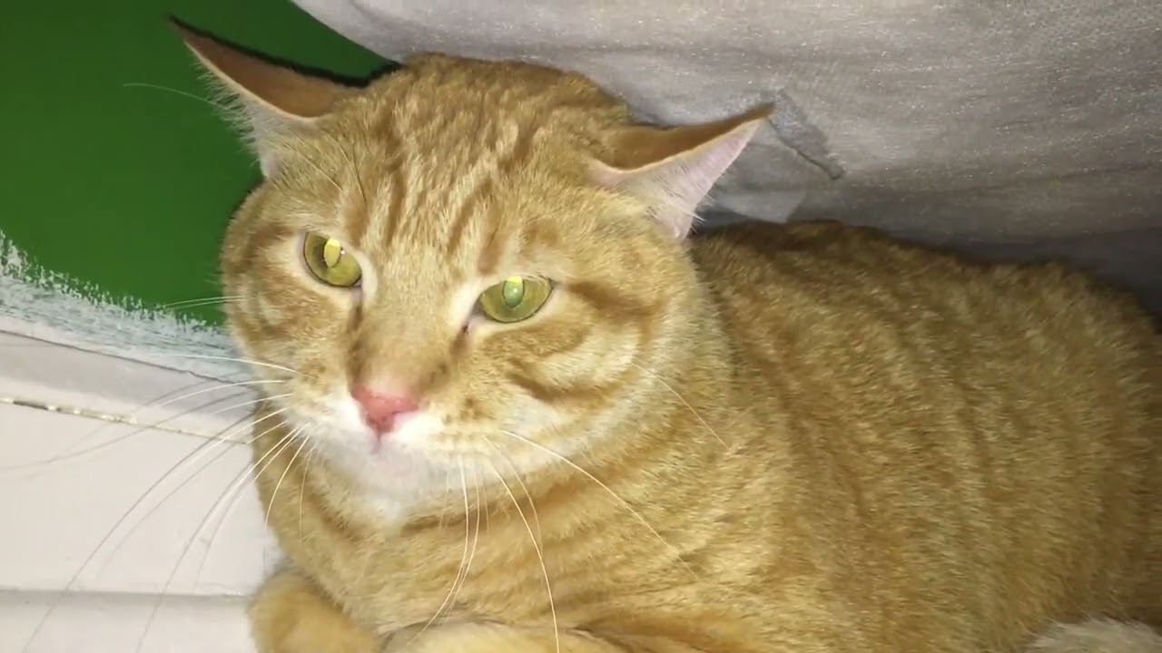 enraged cat part 1