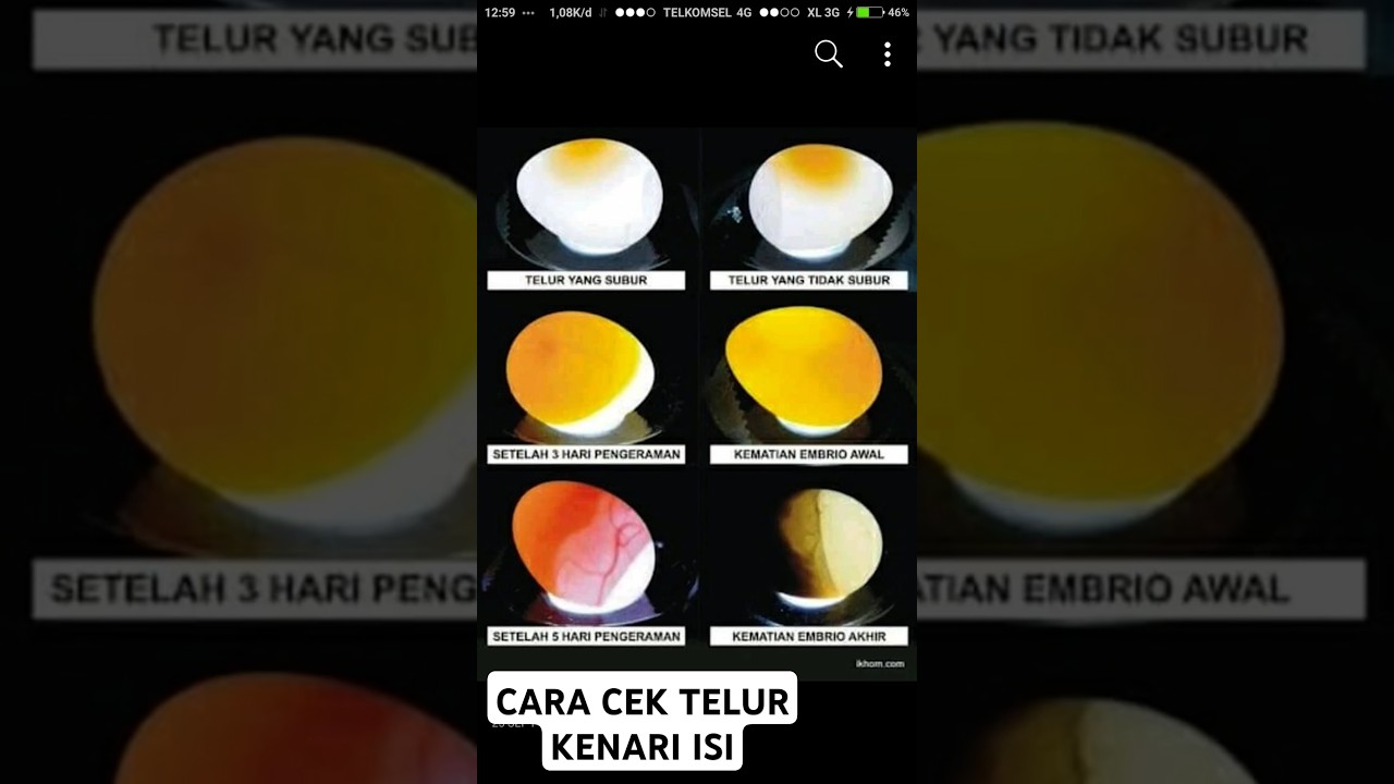 cara cek telur kenari isi dan tidak #cover #music #ometv #lyrics #kicaumania #kicaumanianusantara