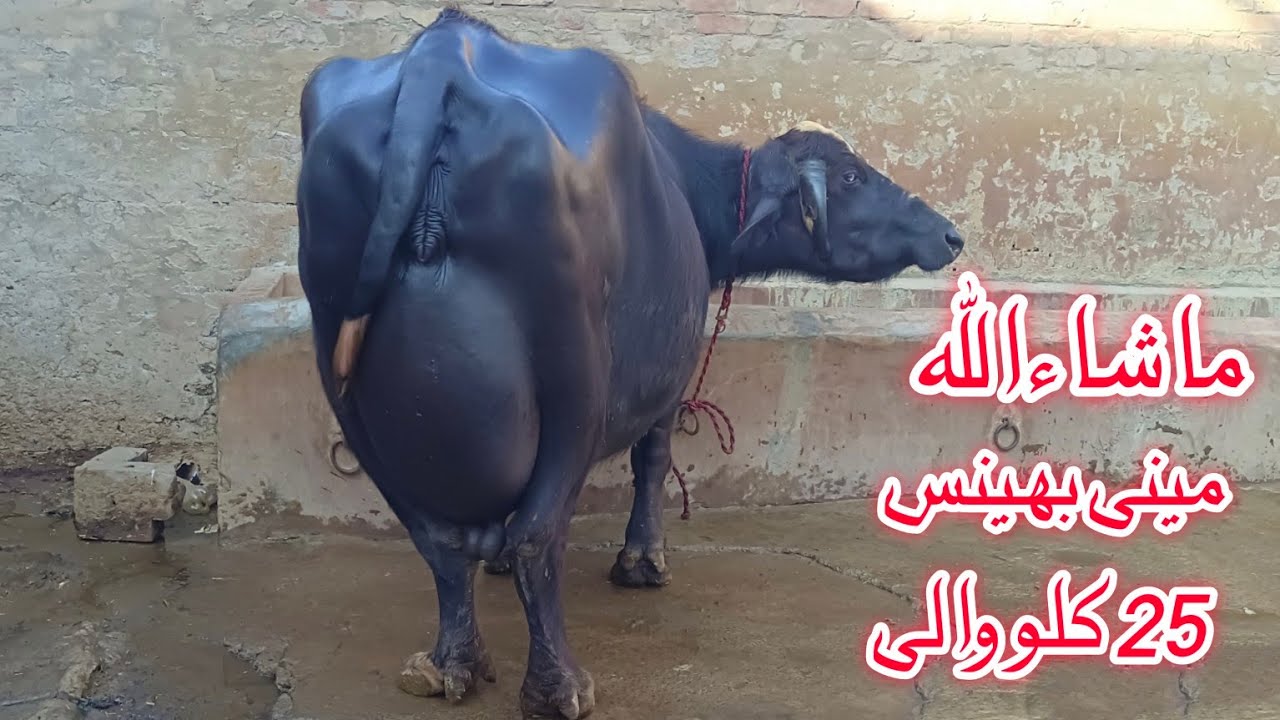 Top milking nili Ravi Buffalo's for sale in Punjab Pakistan on YouTube 25 December 2025