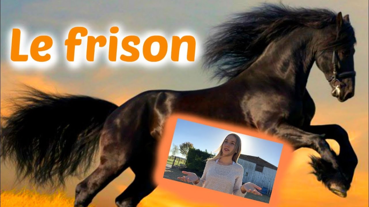 Présente-nous une race : Le FRISON
