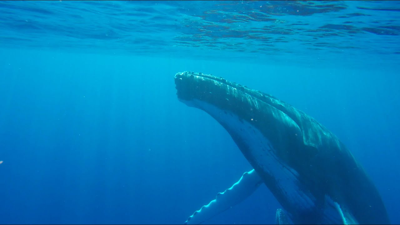 Moorea - Whale swim - blue invitation