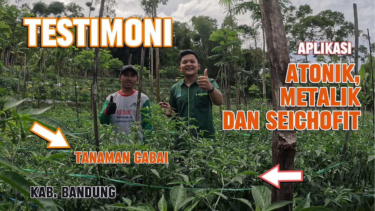 #Ceritapetani : Aplikasi Atonik + Metalik + Seichofit pada Tanaman Cabai di Kab. Bandung