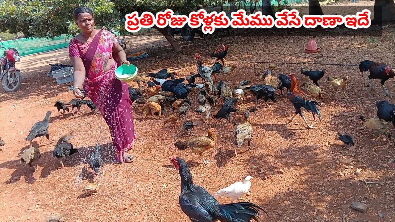 పుట్టినప్పుడు నుండి పెద్దవి అయ్యేవరకు మేము వేసే దాణా ఇదే
