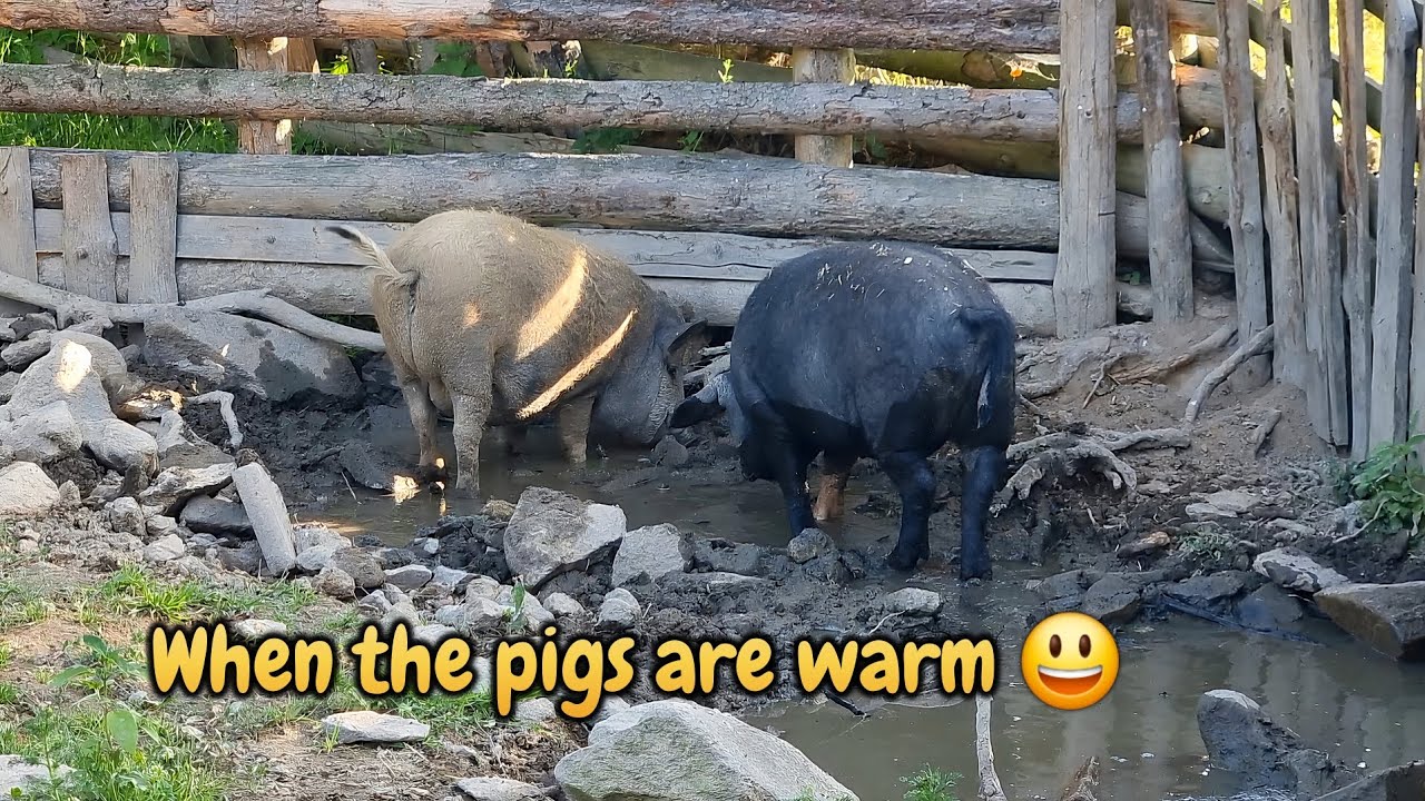 When the pigs are warm - in the South Czechia countryside