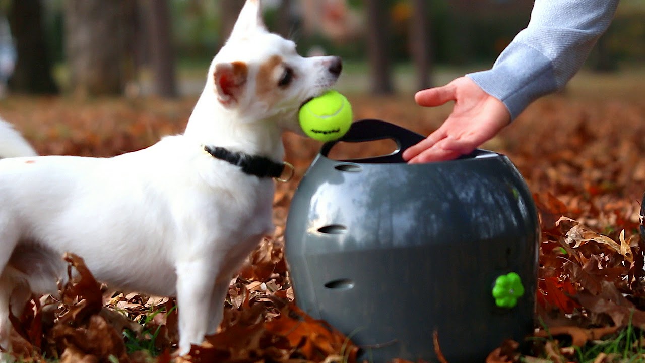 The PetSafe&reg; Automatic Ball Launcher