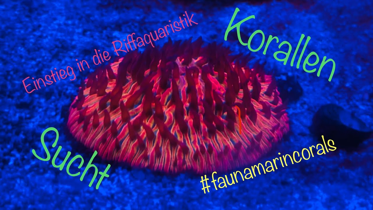 Korallensucht ist heilbar! Aber nur durch weitere Korallen! Zugeschlagen bei faunamarincorals.