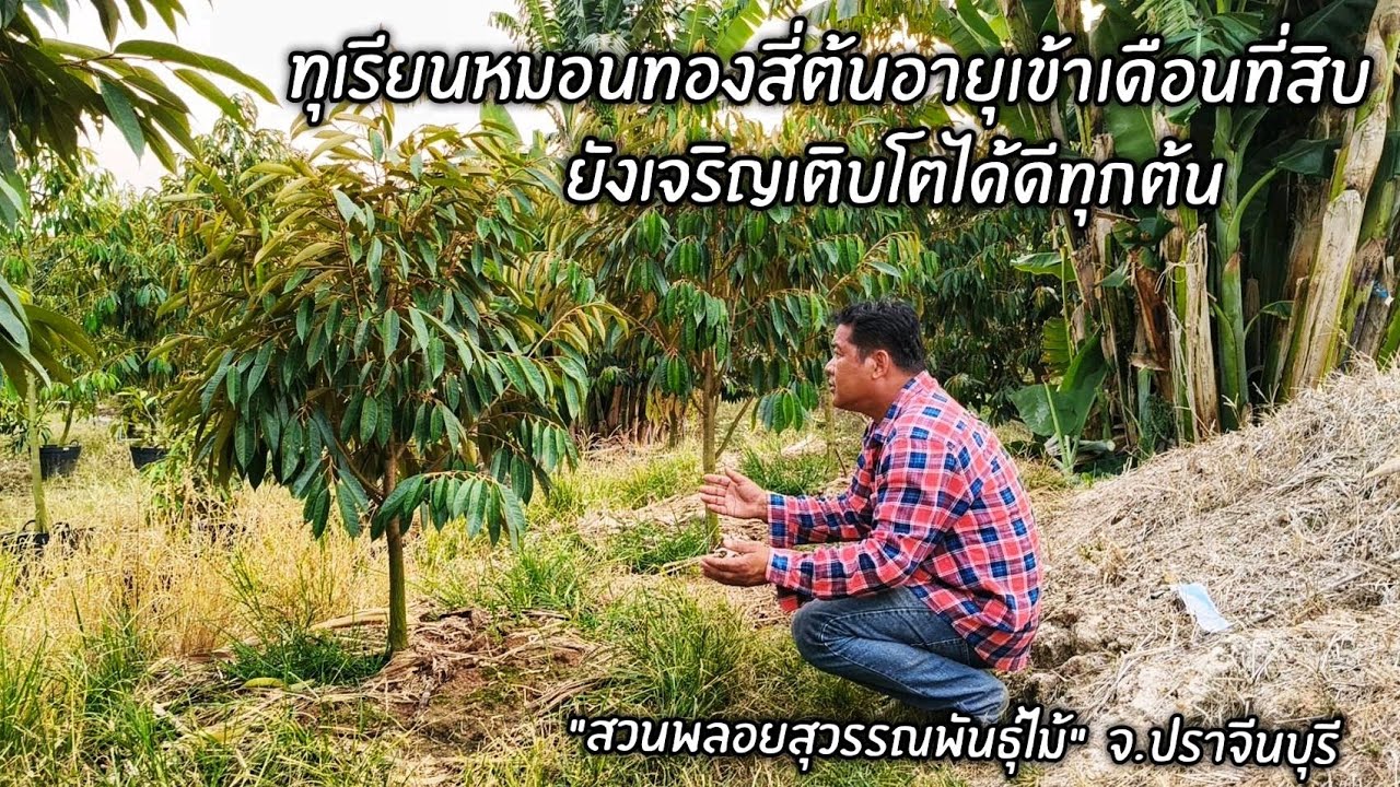 ทุเรียนหมอนทองสี่ต้นอายุเข้าเดือนที่สิบยังเจริญเติบโตได้ดีทุกต้น 