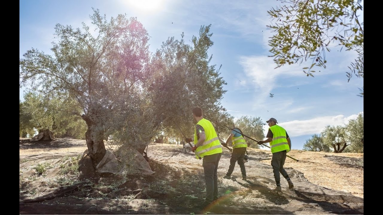 Aceite de oliva virgen Extra Premium - Balcón del Guadalquivir