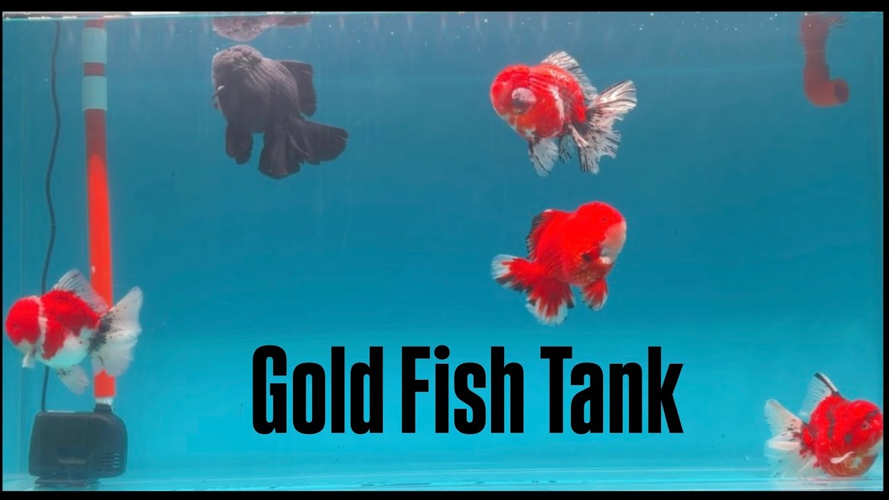 Our Premium Goldfishes Have Arrived 🐟|New Aquarium |GoldFish Tank |Bigchan Brothers #goldfish 