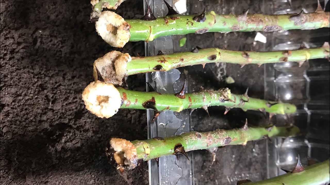 How to grow Roses from cutting / Rozmnażanie Róż przez sadzonki
