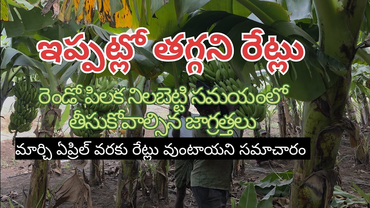 అరటి లో ఇప్పట్లో రేట్లు taggavu అంటున్నా నిపుణులు మార్చి ఏప్రిల్ వరకు #viral #manikantafertlizers