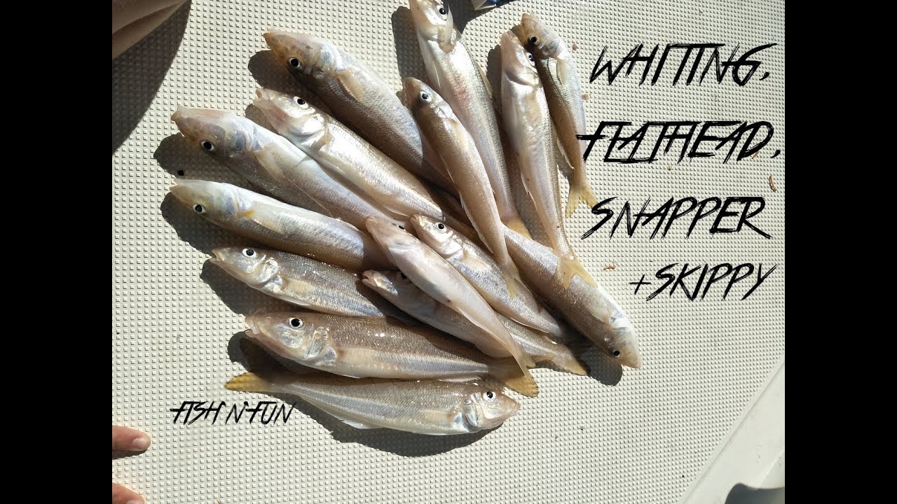 Catching FLATHEAD, WHITING, SNAPPER and SKIPPY! - Ep 2