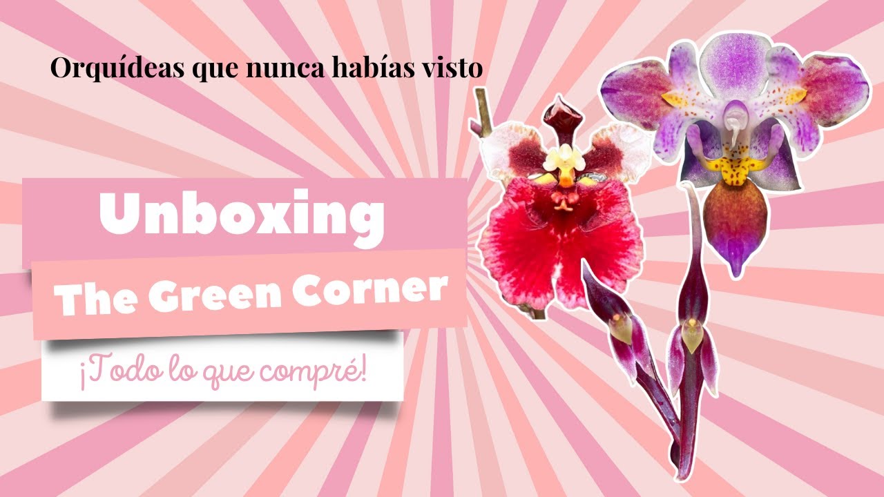 Unboxing de orquídeas de colección The Green Corner