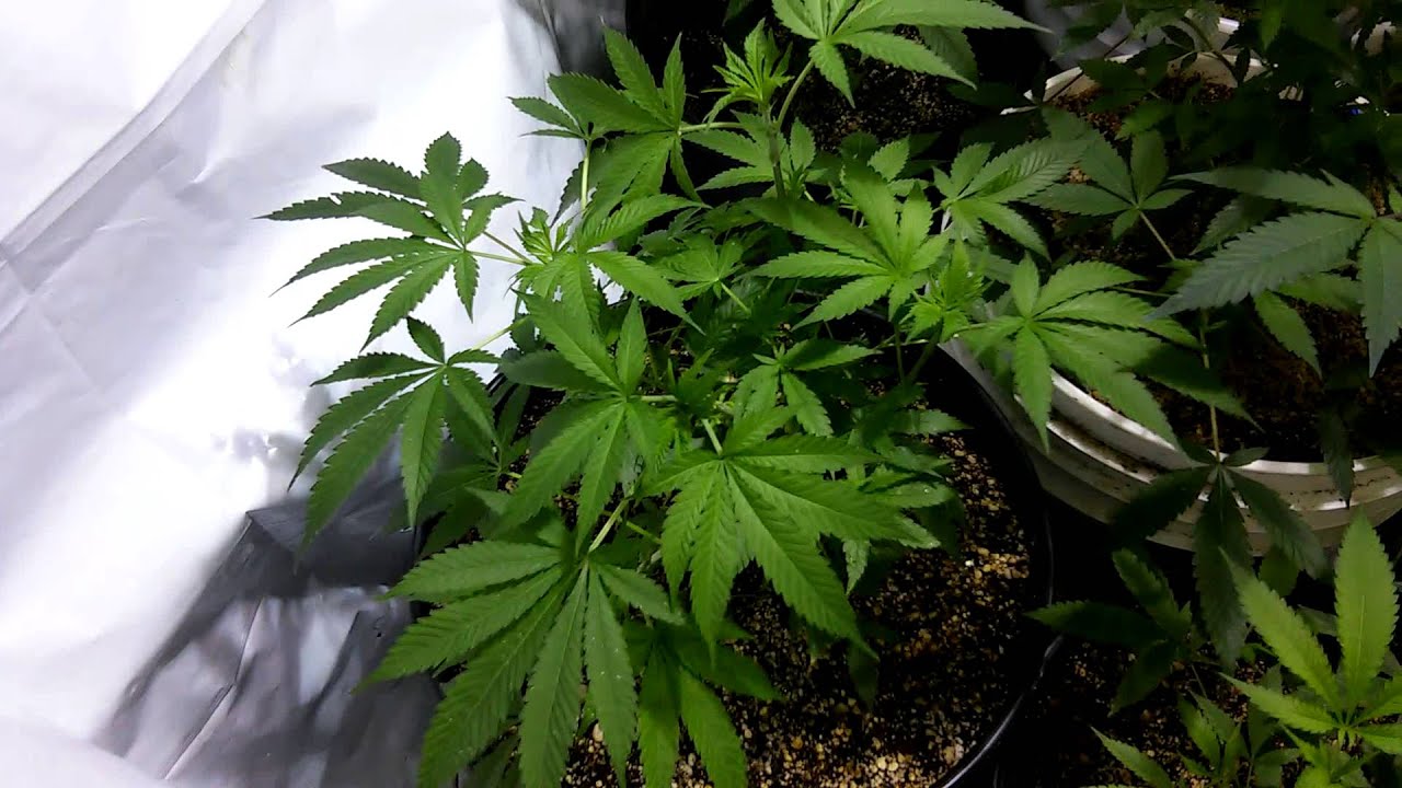 TSG Cannaventure seed update