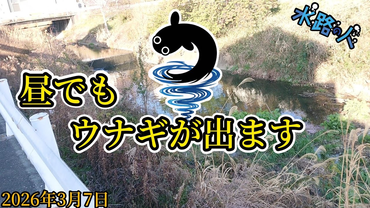 (第97昼)(26年3月7日)昼でもウナギ！【天然ウナギを求めて】#ガサガサ #ウナギ捕り #ウナギ採り #採集 #タモ #うなぎ釣り #うなぎ #うなぎ採り