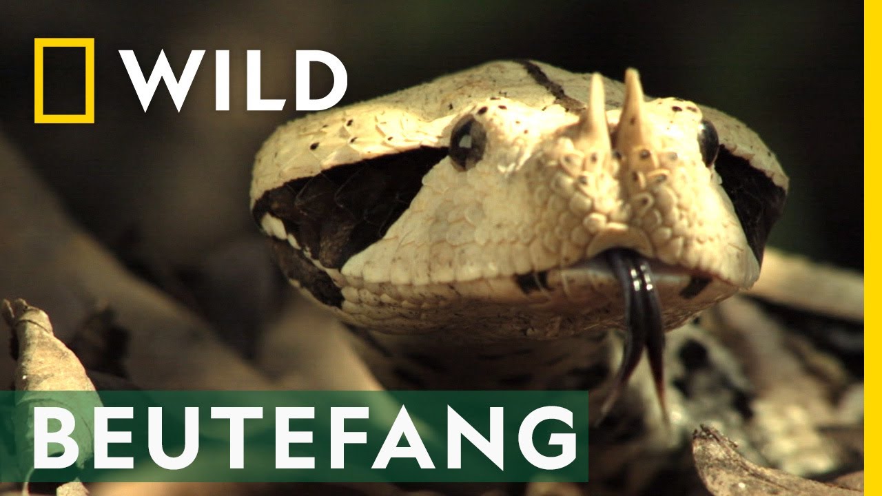 Ein besonders effizienter Killer: die Gabunviper | Reich der Schlangen