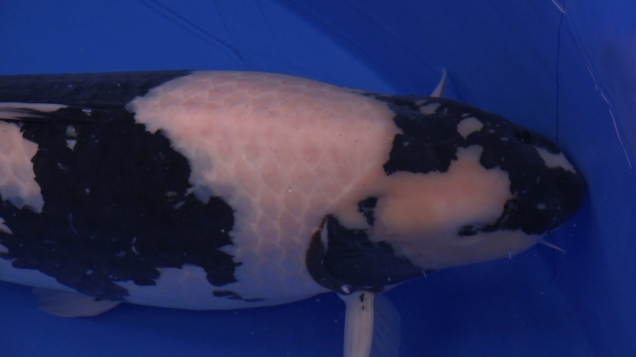 2015 All Japan Koi Show Best in Variety Winners