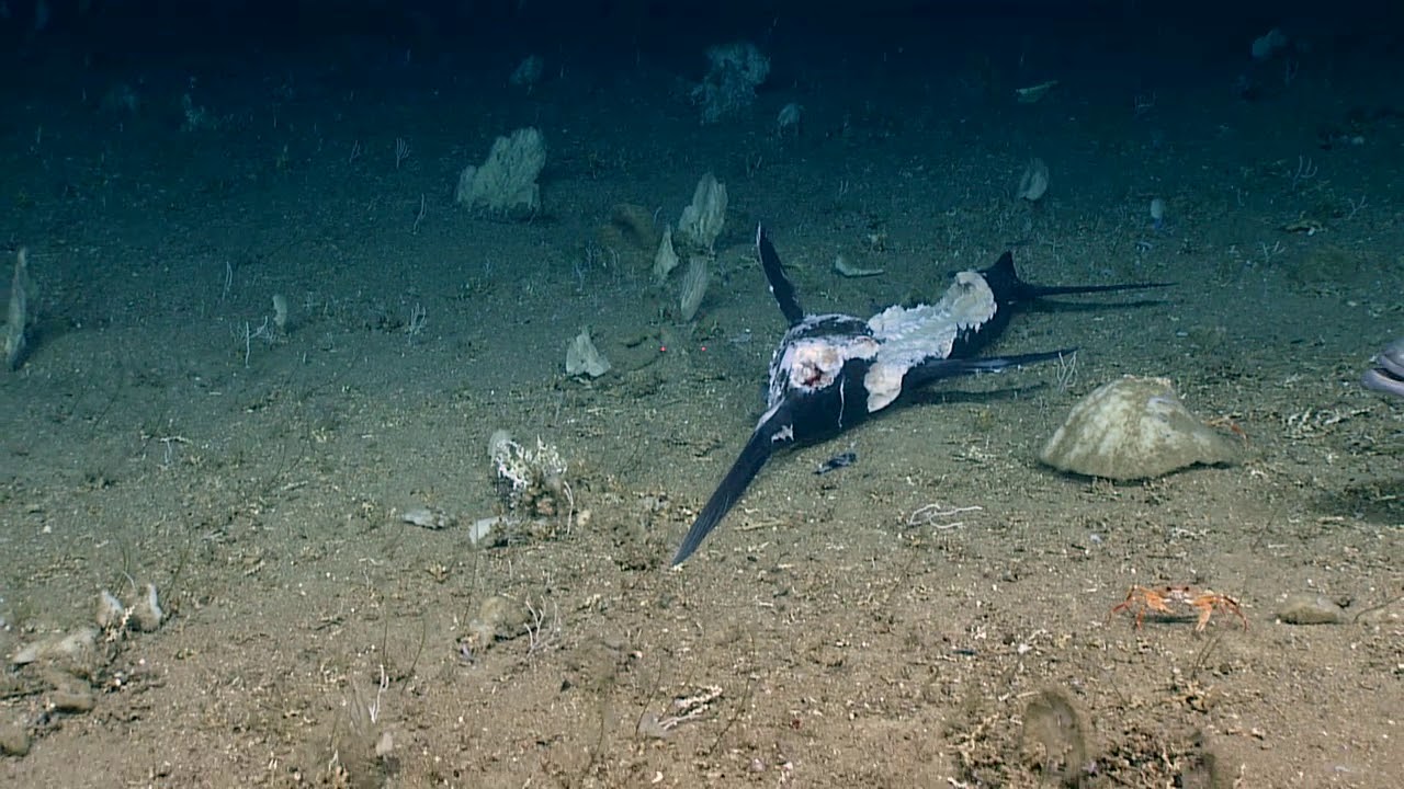 sharks eating swordfish