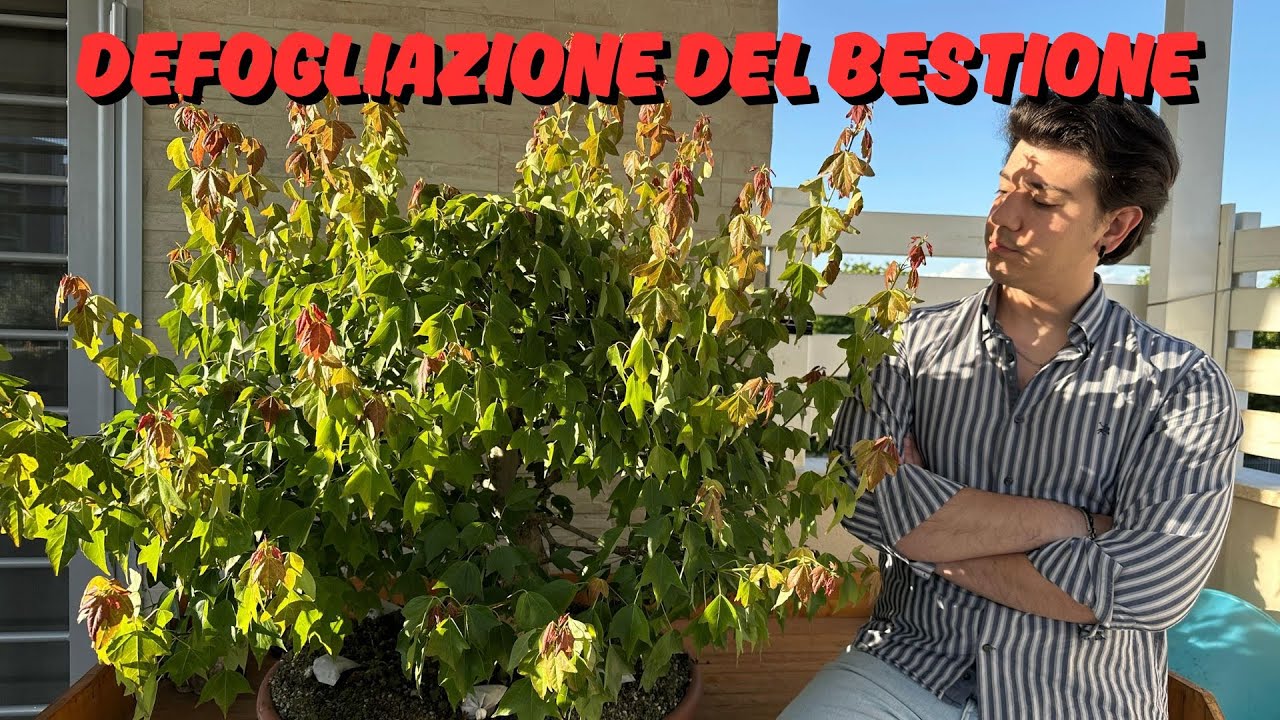 DEFOGLIAZIONE SU ACERO BONSAI