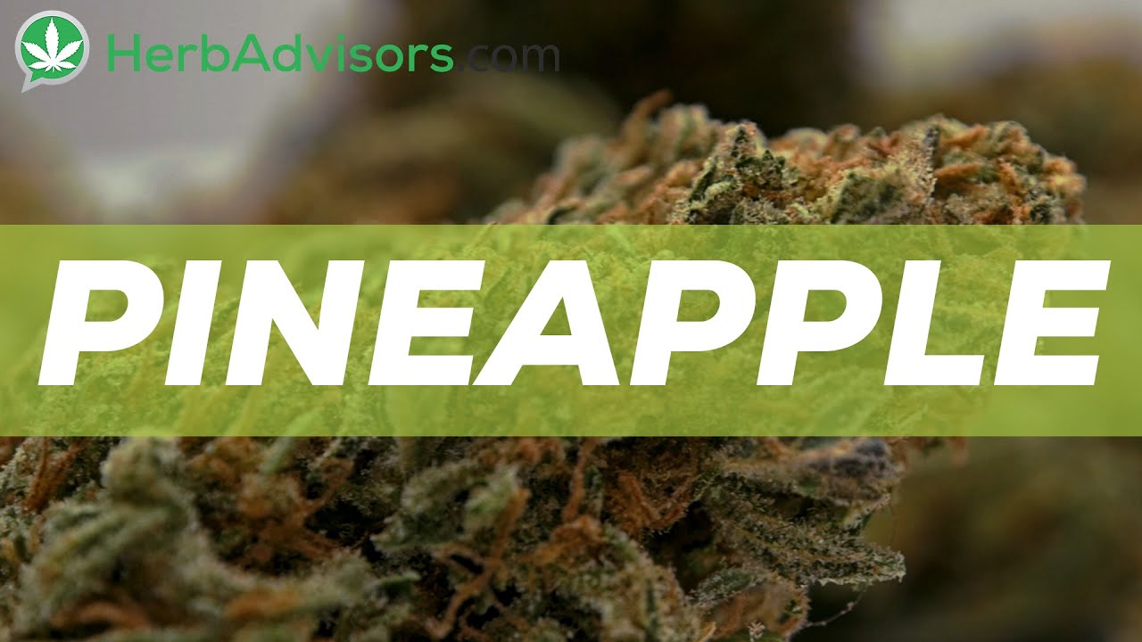 Pineapple Marijuana Strain Review  by HerbAdvisors.com