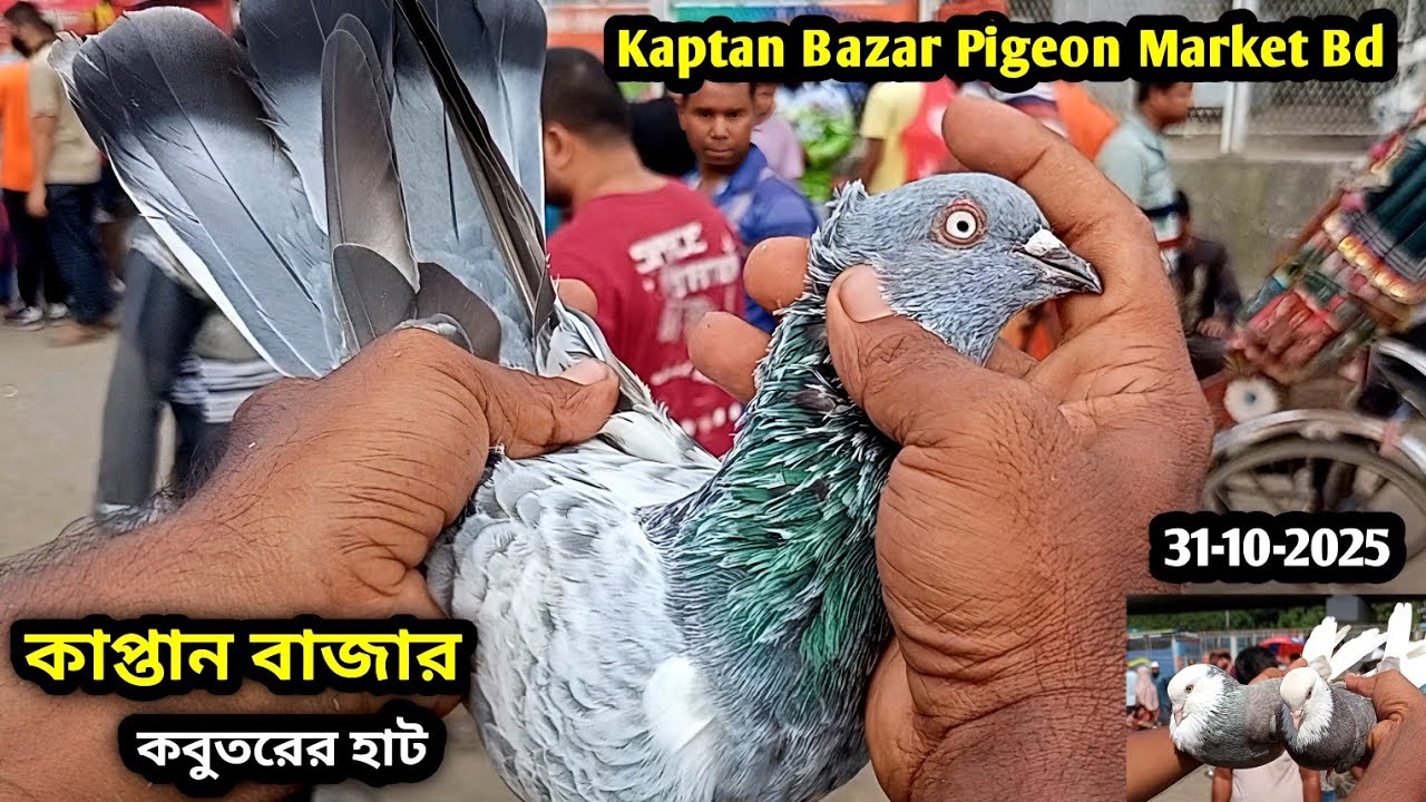 31-10-2025 কাপ্তান বাজার কবুতরের হাট ঢাকা | Kaptan Bazar kobutor hat | কম দামে কবুতর | Pigeon price