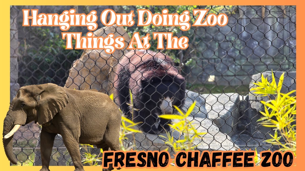 Hanging Out Doing Zoo Things At The Fresno Chaffee Zoo