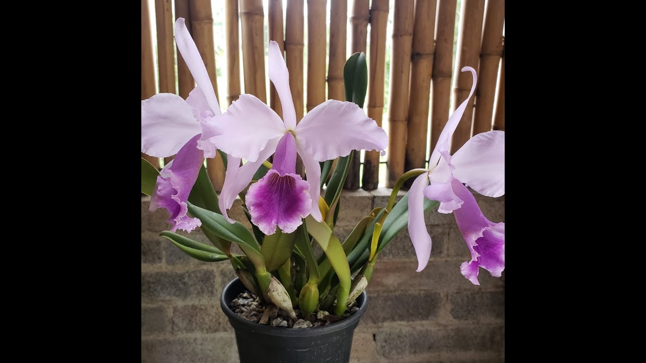 Cattleya jenmanii e Dicas de Cultivo de Orquídeas
