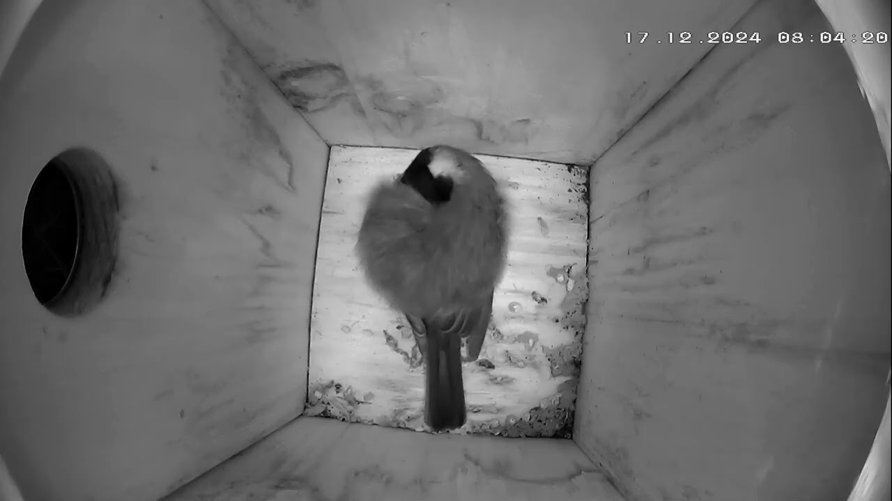 Kohlmeisenkasten - Great tit Nesting Box - 16.12.24 - 22.12.24