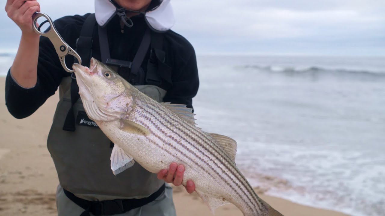 Chasing Striped Bass in the California Surf
