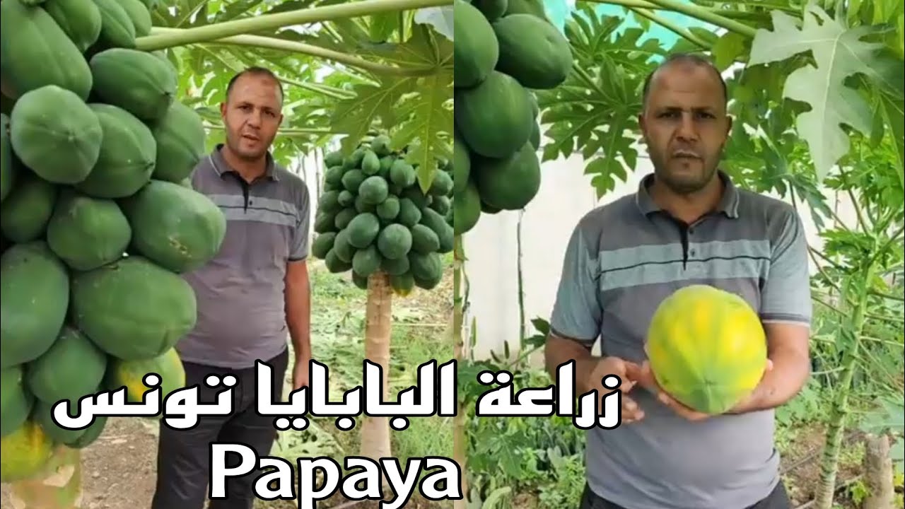 نجاح زراعة فاكهة الباباي في تونس وأهم العوامل حتى يكون منتوج ذو جودة Papaya fruit agricole