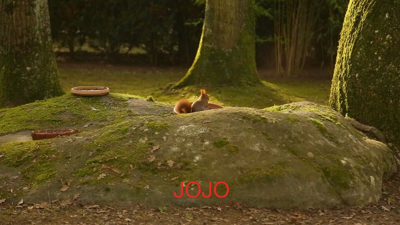 Anne flore Tarnaud : Jojo (Documentaire court)