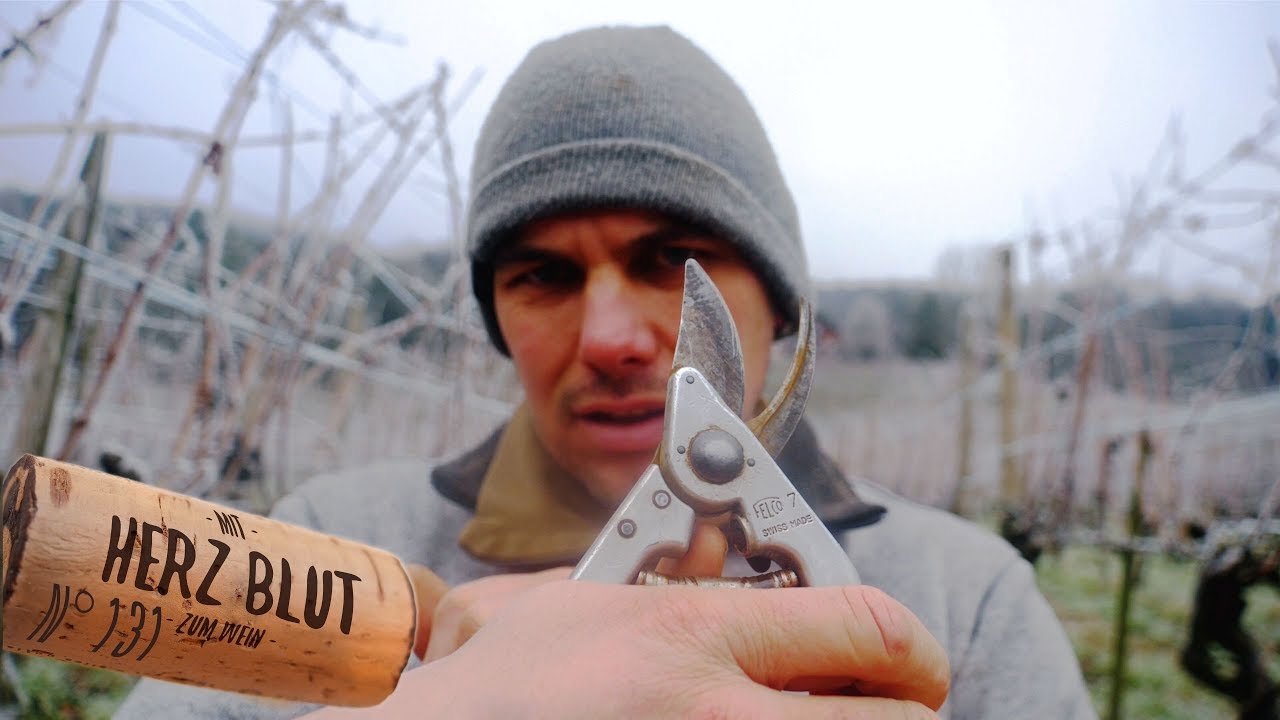 Das erste mal Reben schneiden | einfach erklärt | mit Herzblut zum Wein Vlog #131
