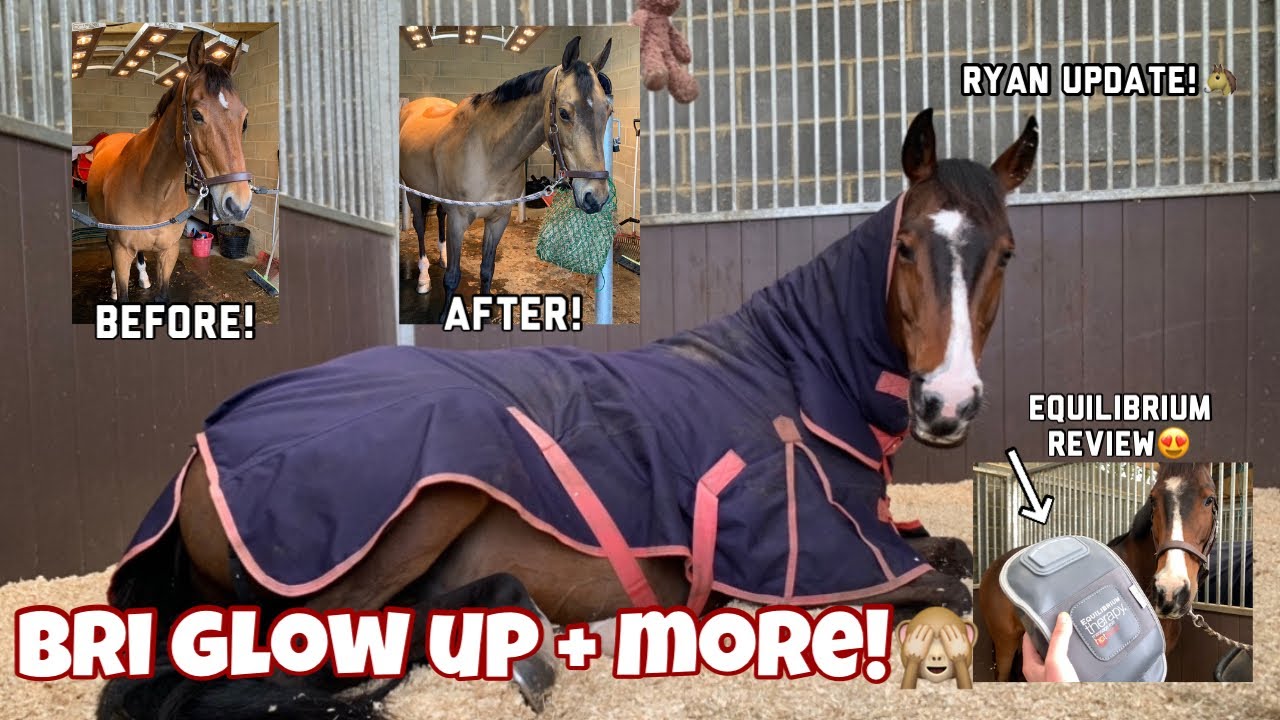 HORSE HAIRCUT! - Brian Glow Up + Equilibrium Review!