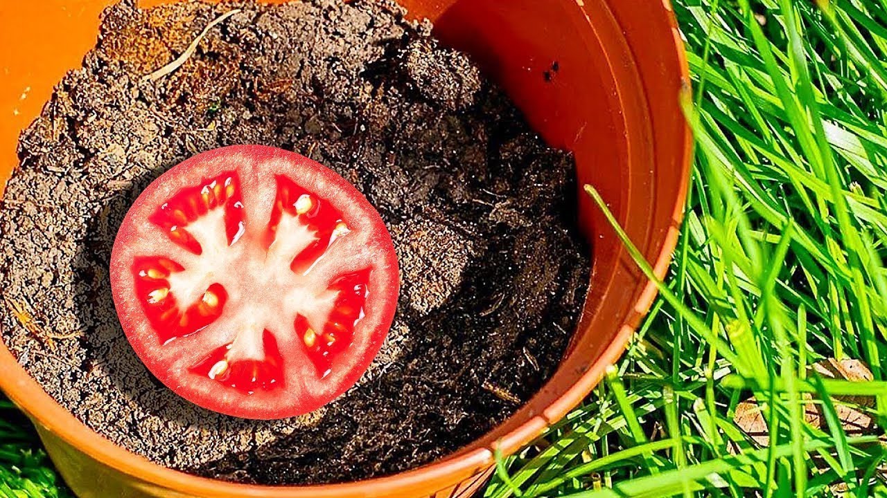 20 EXCELENTES IDEAS PARA PLANTAR FRUTAS Y MÁS
