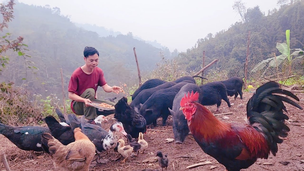 taking care of pigs and chickens