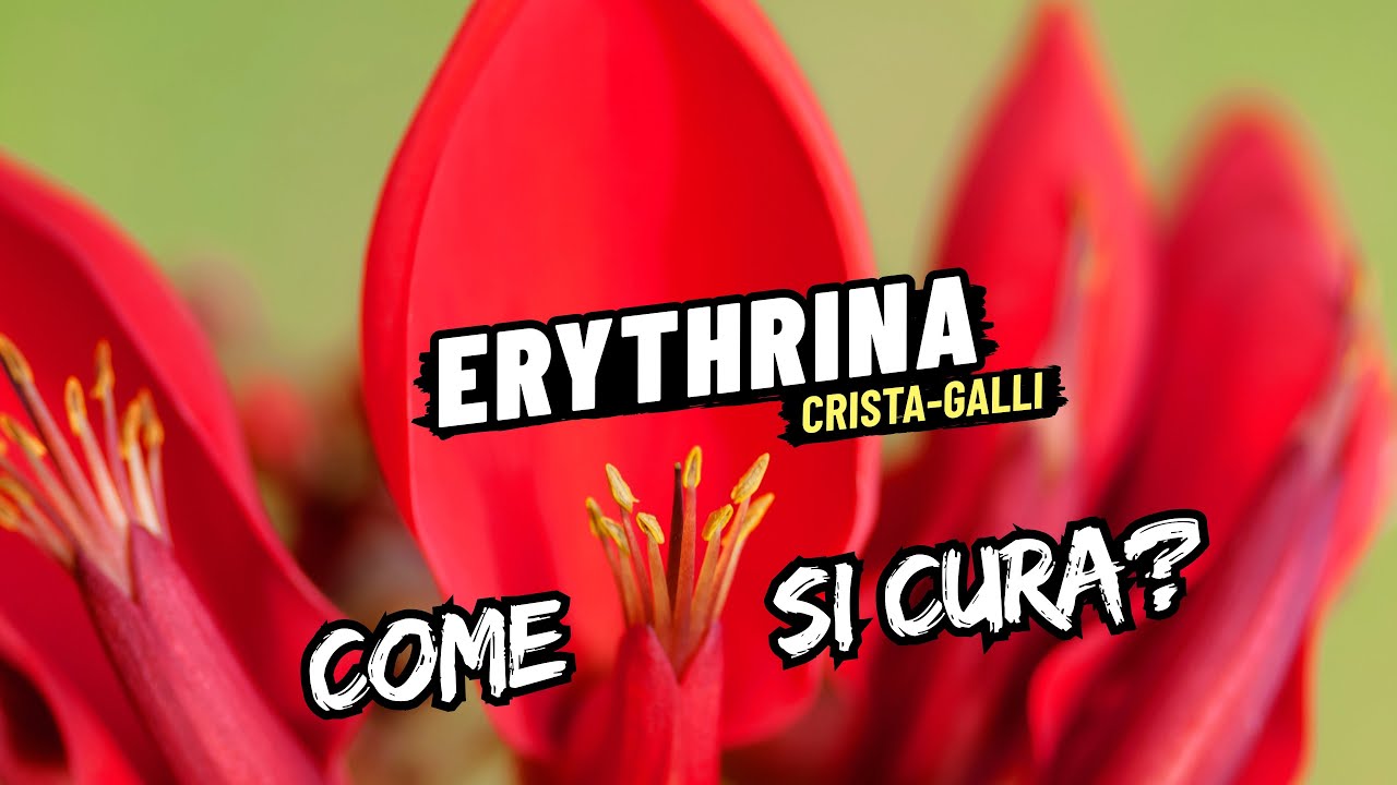 Erythrina crista-galli o Albero del Corallo: come si cura e dove cresce meglio.
