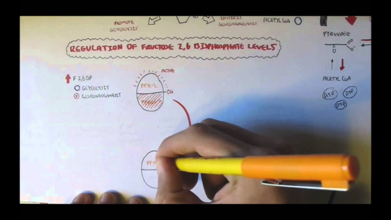 Fructose 6 Phosphate - Fructose 1,6 Bisphosphate Regulation ( By F26BP)