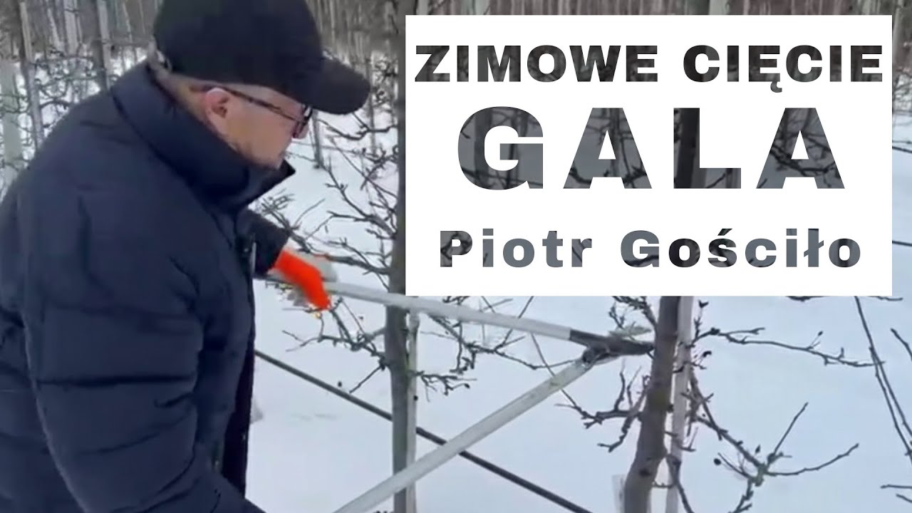 Zimowe cięcie w kawaterze Gali