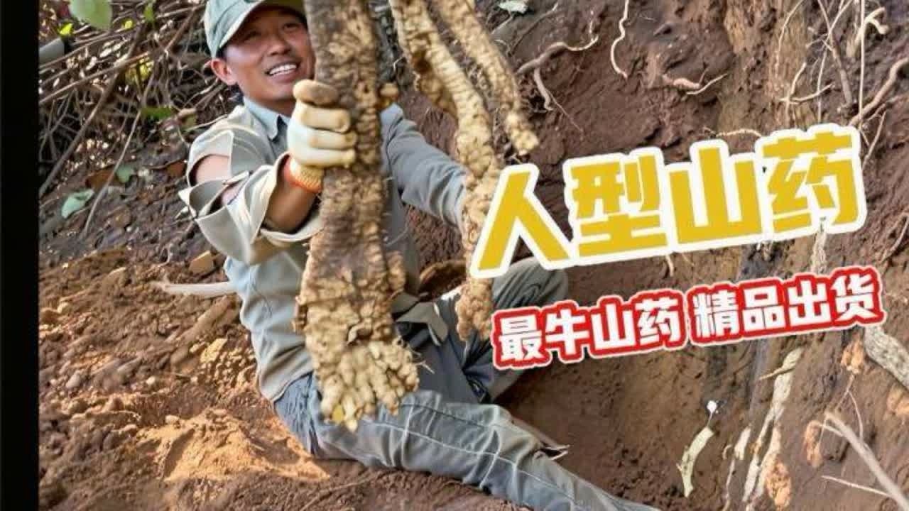 今天挖到了有史以来 最牛的山药 不仅出货多还都是精品#野山药 #大自然的馈赠