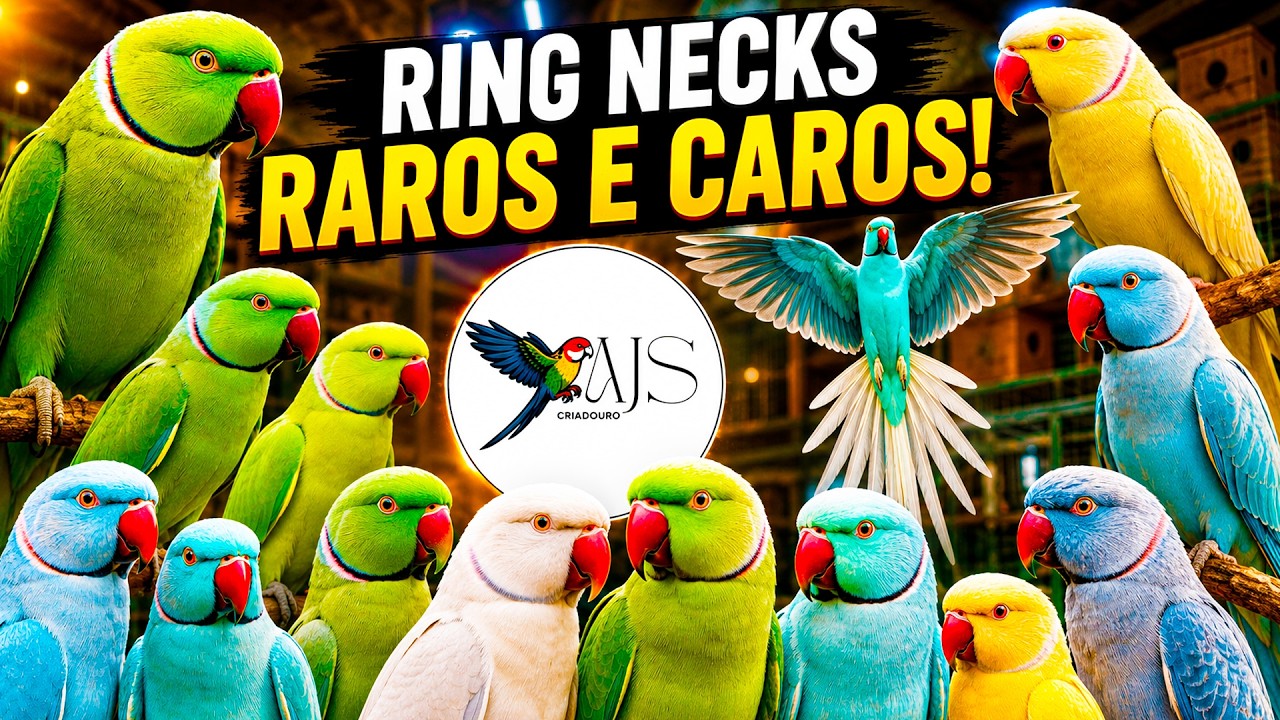 Uma Criação de Ring Necks Raros! Veja Mutações Surpreendentes! - Chocmaster Visita