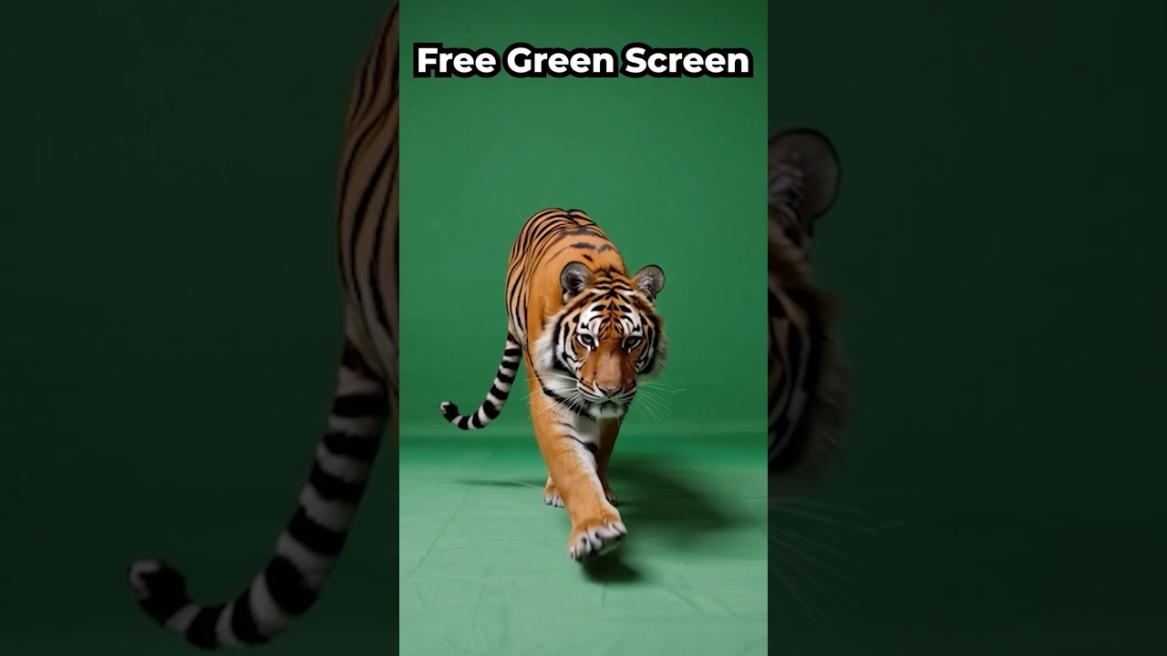 Prowling Tiger Green Screen Video Effect VFX