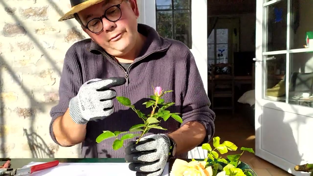 bouturage de rosiers : technique simple