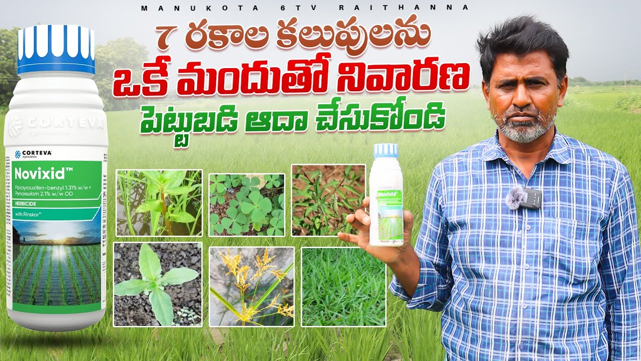 వరిలో గడ్డి జాతి,తుంగజాతి,వెడల్పు ఆకుజాతి 3రకాల కలుపు నివారణకు ఒకటేమందు Corteva Novixid|super result