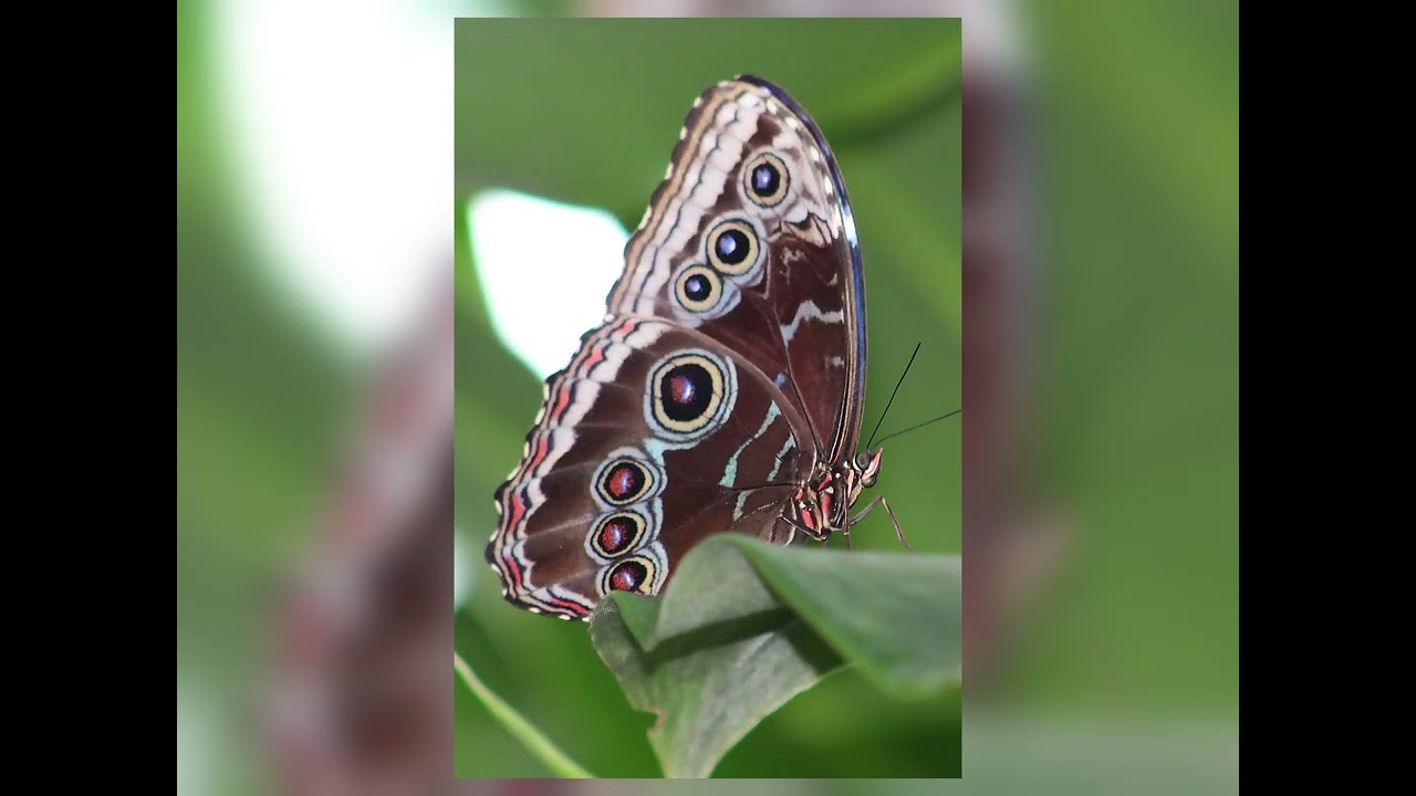 Butterflies