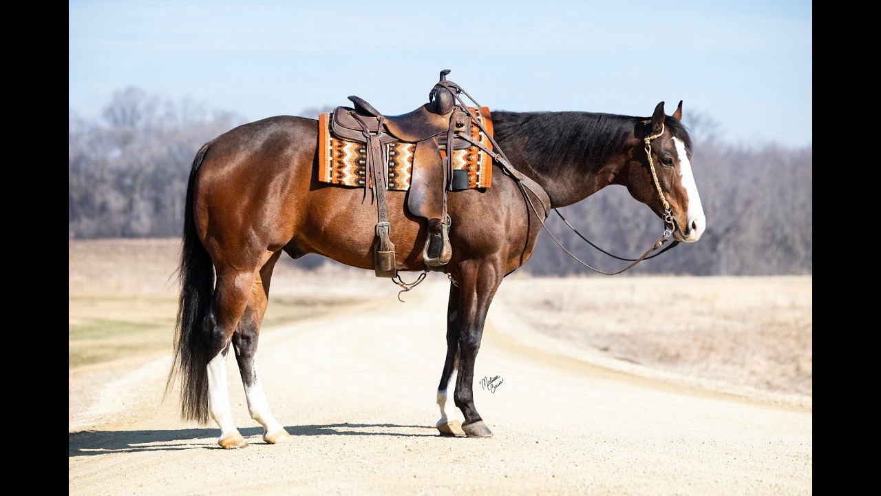 Oliver - AQHA/APHA Gelding