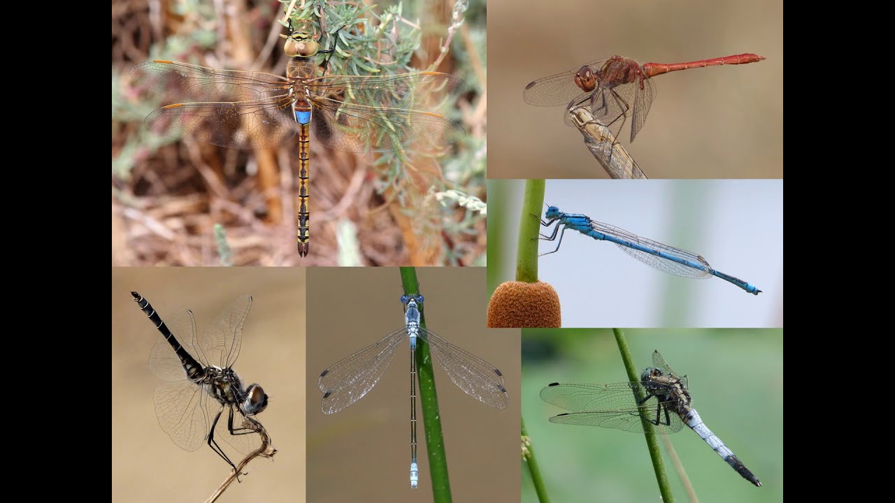 Dave Smallshire - Europe's Dragonflies