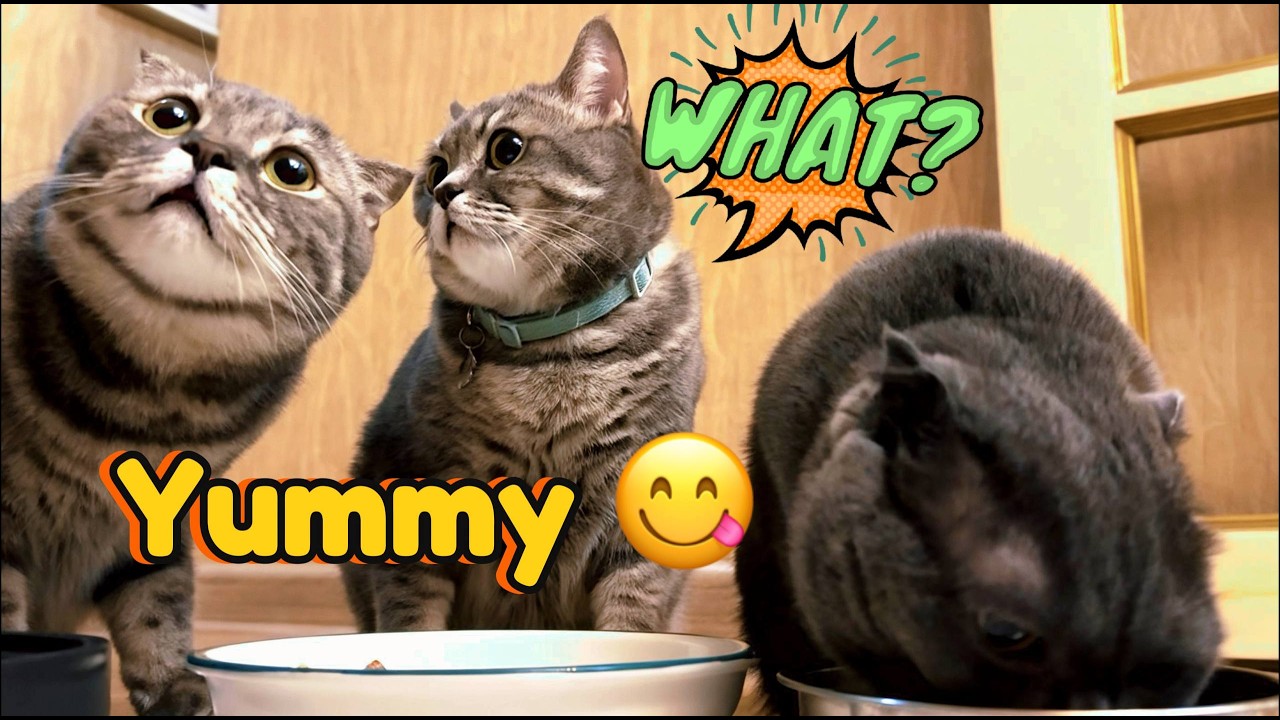 This Scottish Fold Cat Family Begging for Food Is TOO CUTE to Ignore 🥹🐾😻 PLEASE FEED US😭