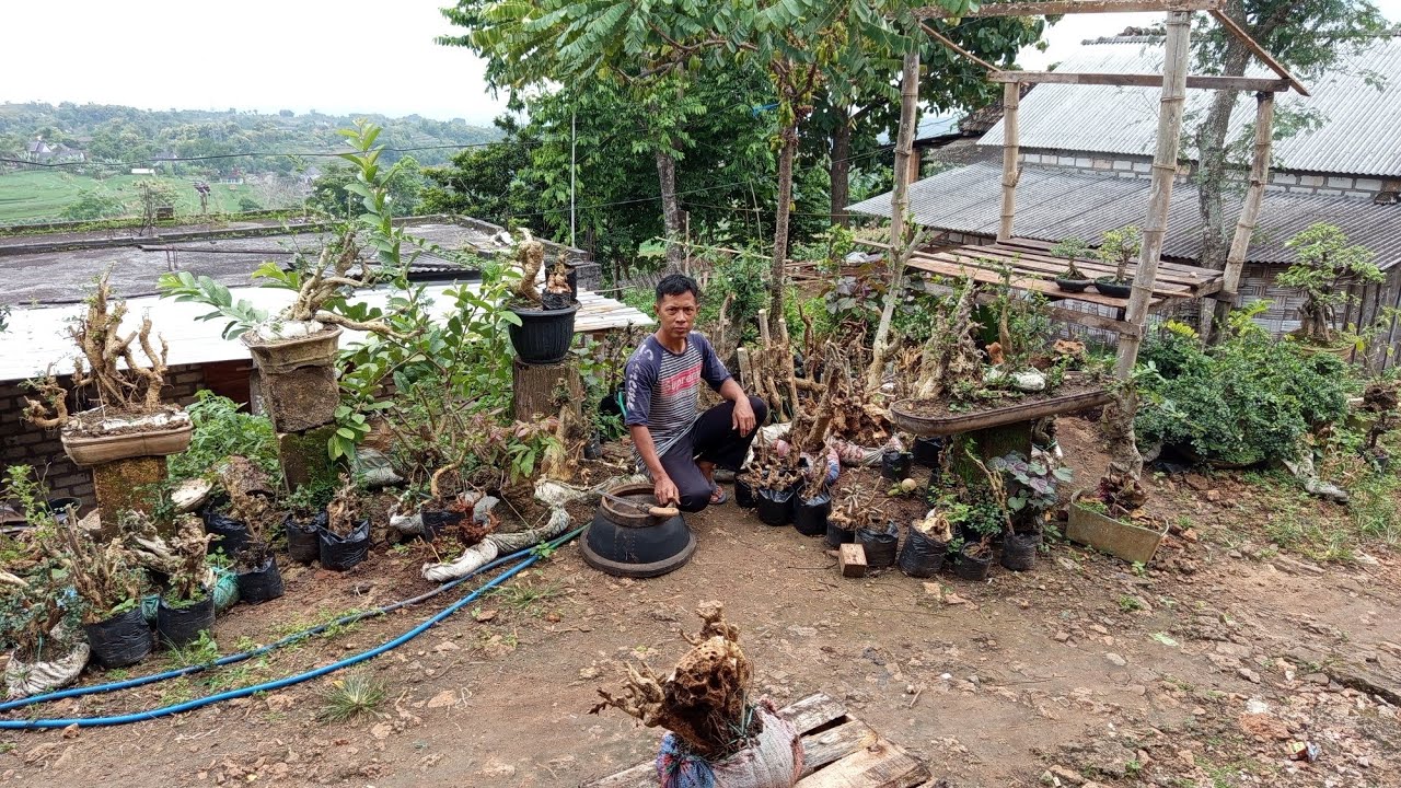 Di Obral‼️ bahan bonsai bolang sendiri 0812 9433 0009 mz jumain