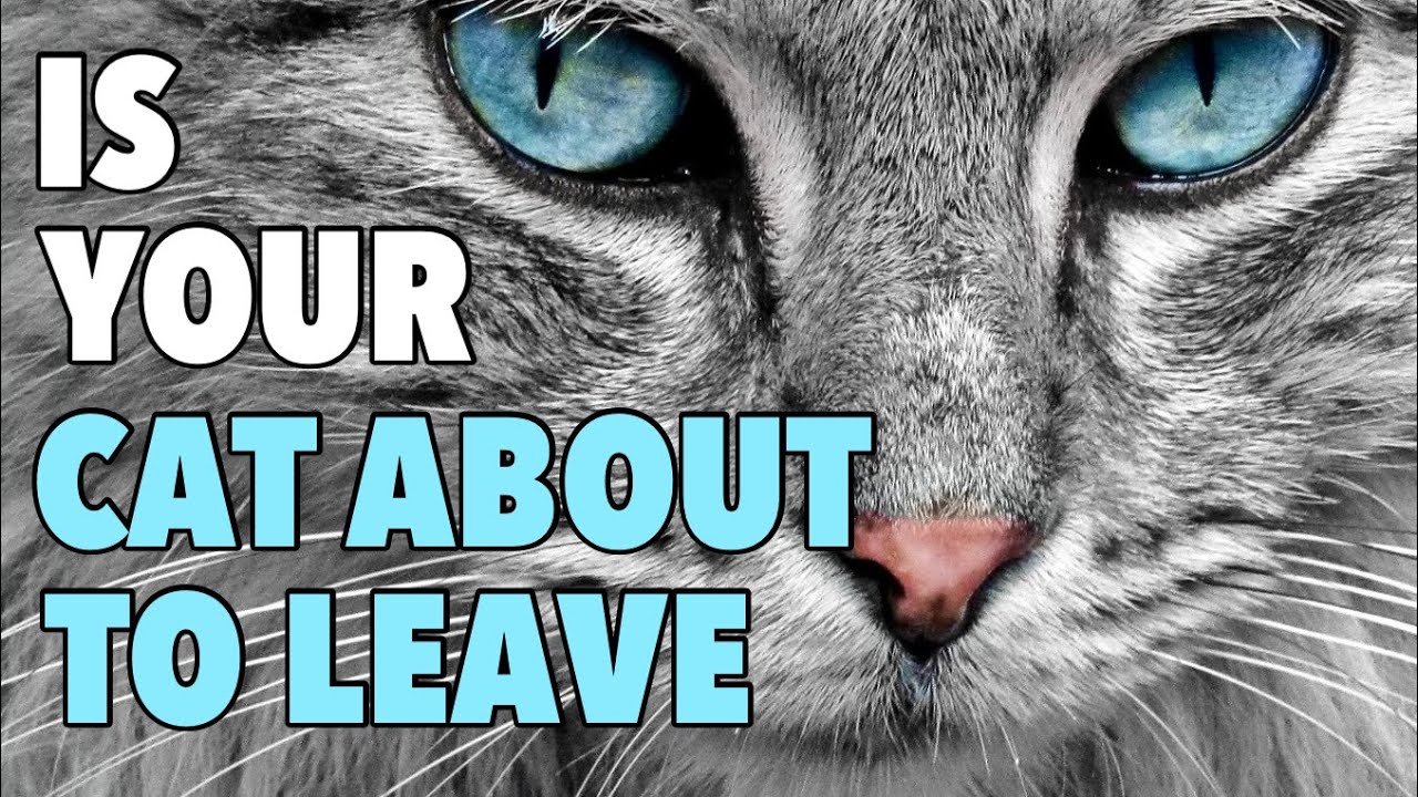 TOP FIVE REASONS Cats Go Missing ( & How to Find Them)