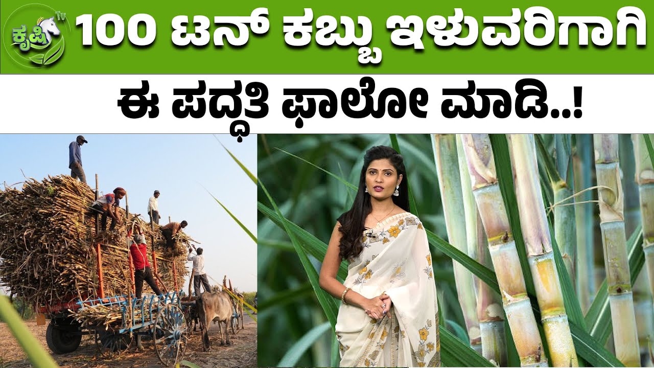100 ಟನ್‌ ಕಬ್ಬುಇಳುವರಿಗಾಗಿ ಈ ಪದ್ಧತಿ ಫಾಲೋ ಮಾಡಿ | Sugarcane Farming Methods for 100 Ton Yield